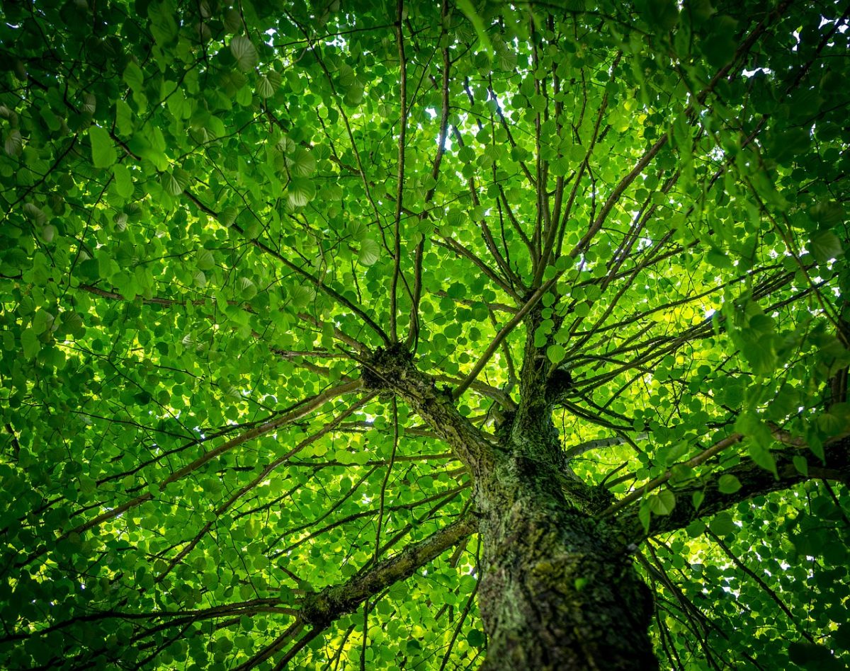 Boom en boombladeren in leven gehouden door Co2 - Image by Leonhard Niederwimmer from Pixabay